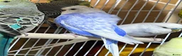 Budgerigars birds for sale: 13 budgies available  - Advert 1