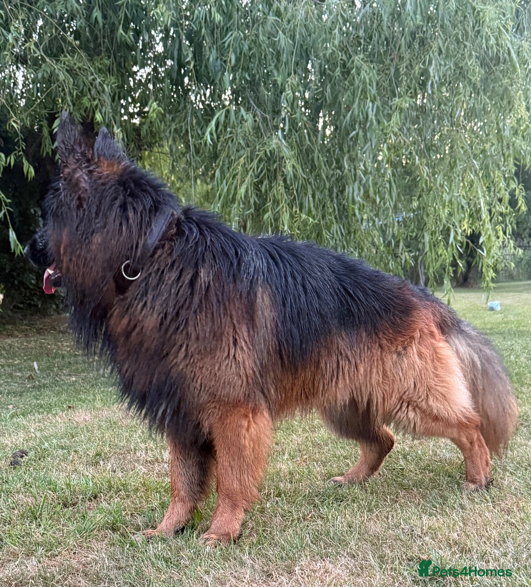 German Shepherd dogs Chief (stud)  - Advert 1