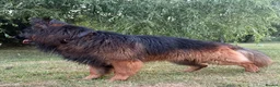 German Shepherd dogs for stud: Chief (stud)  in Sudbury - Advert 1