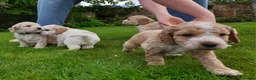 Cockapoo dogs for sale: 5 gorgeous F2 Cockapoo pups – to leave Wed 3 June in Ripon - Advert 4