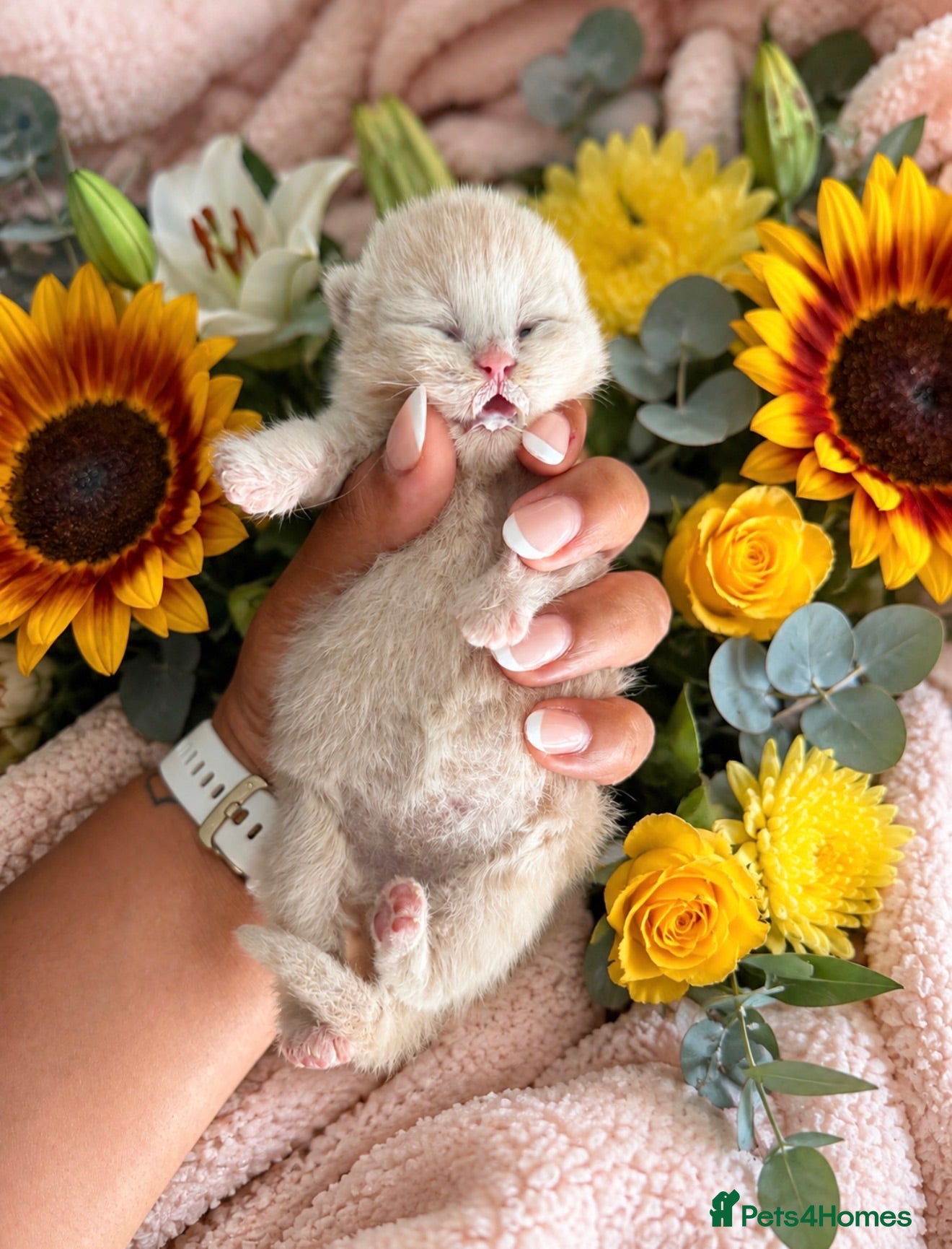 British Shorthair cats Exceptional Champion GCCF British shorthair kitten - Advert 1