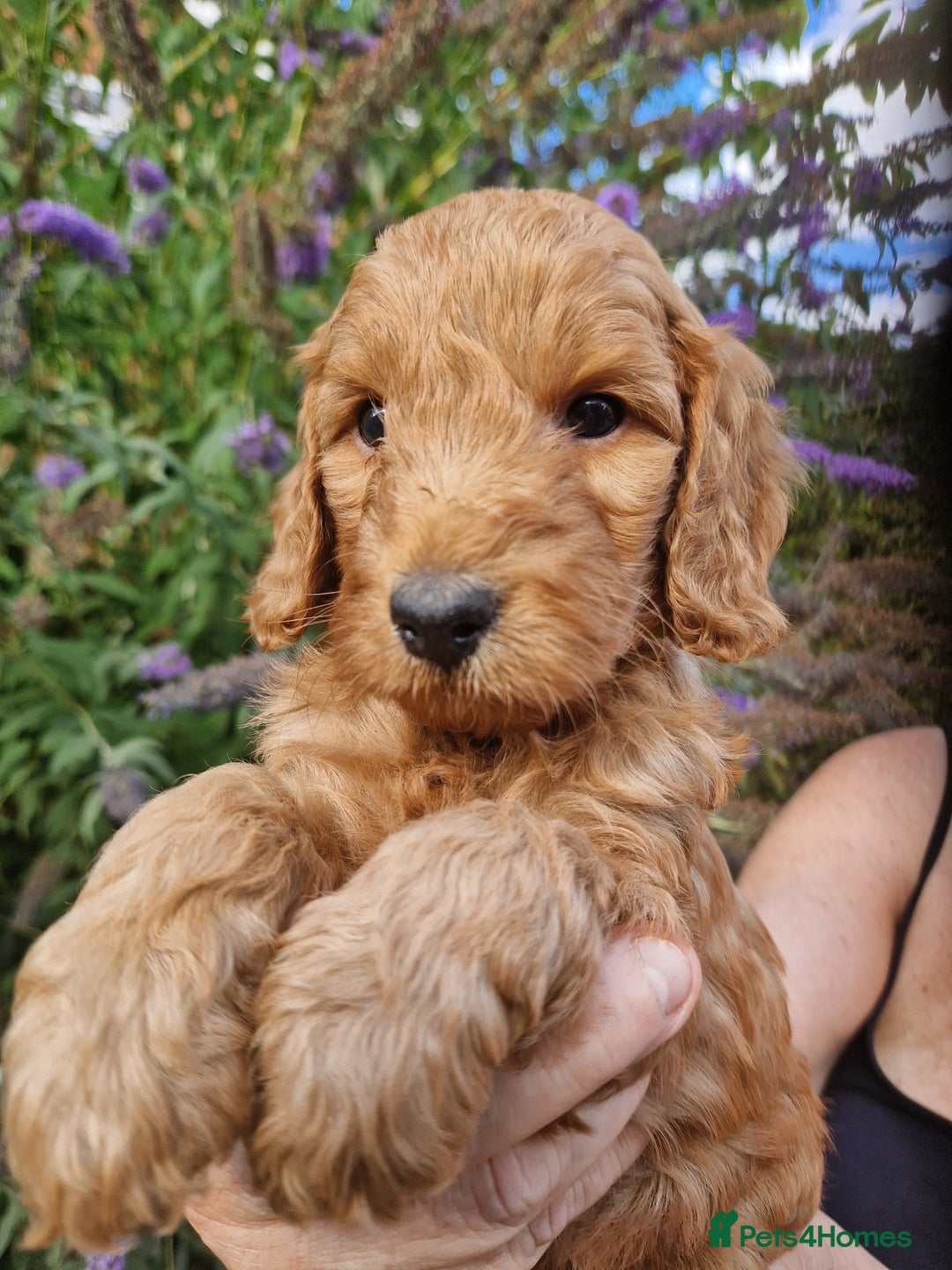 Cockapoo dogs for sale: EXCEPTIONAL HEALTH TESTED SHOW TYPE COCKAPOOS F1B - Image 21