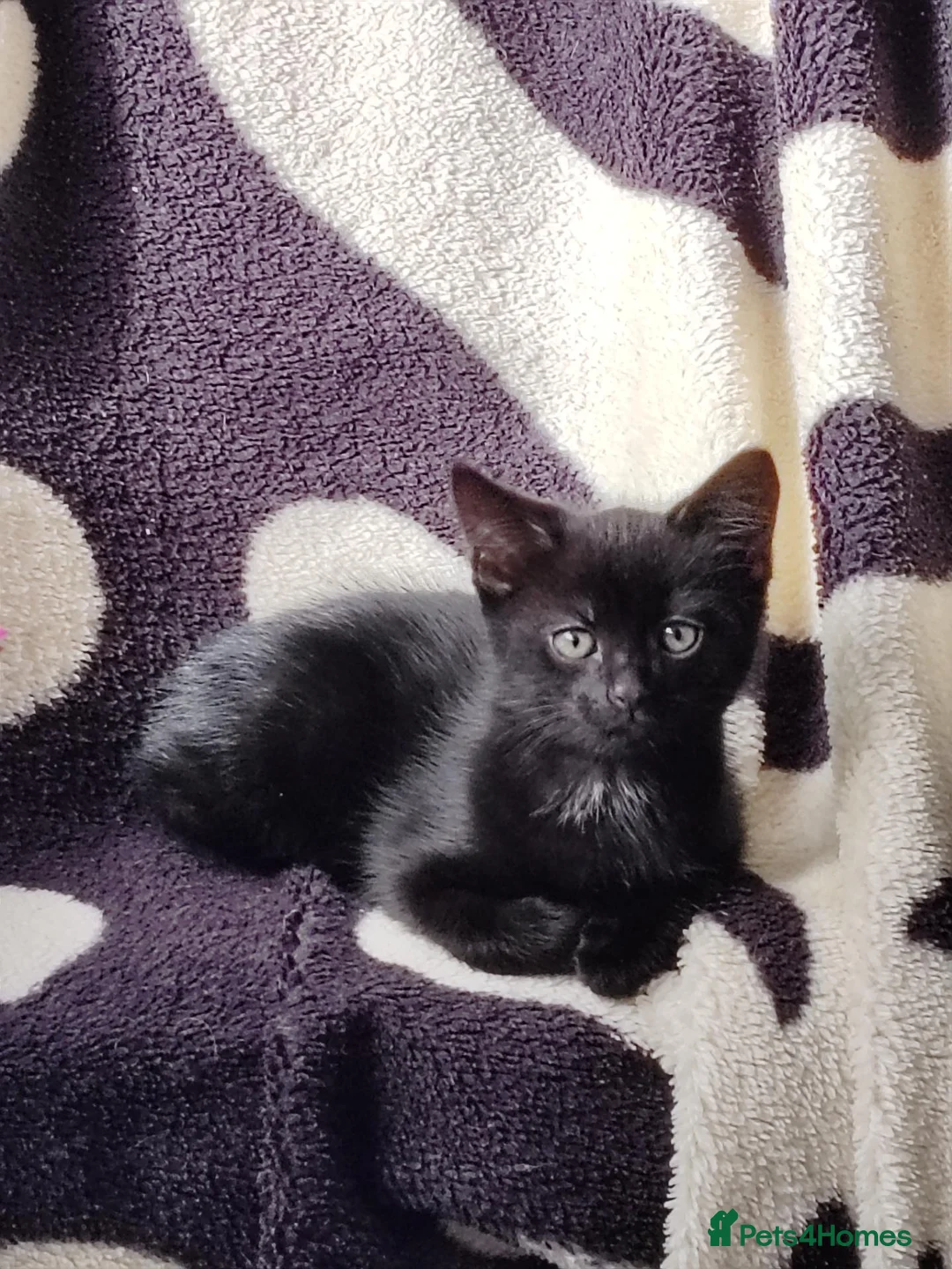 Mixed Breed cats for sale: Beautiful kittens looking for new home - Advert 1