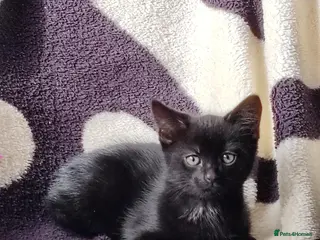 Mixed Breed cats Beautiful kittens looking for new home - Advert 1