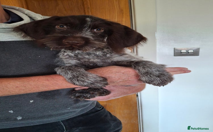 German Wirehaired Pointer dogs - Advert 3