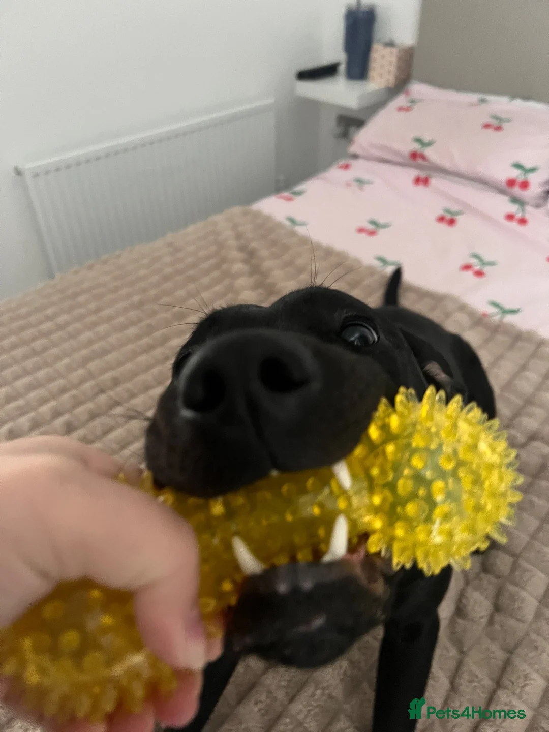 Labrador Retriever dogs for sale: 3 year old Black Labrador  in Stockport - Advert 6
