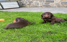 Sprocker dogs for sale: HEALTH TESTED cocker/springer spaniel puppies   - Image 8