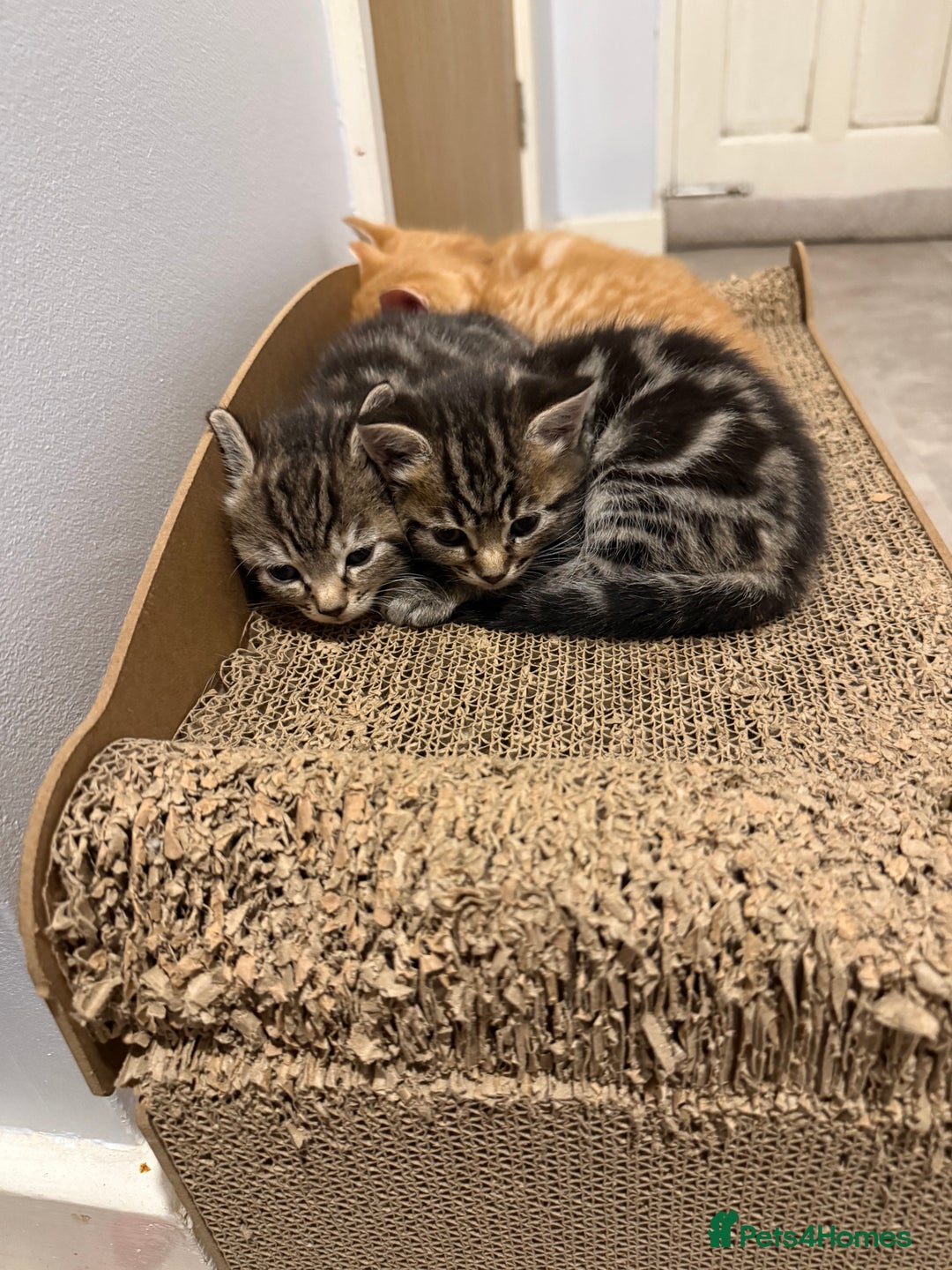 British Shorthair cats for sale: Gorgeous kittens  - Advert 13