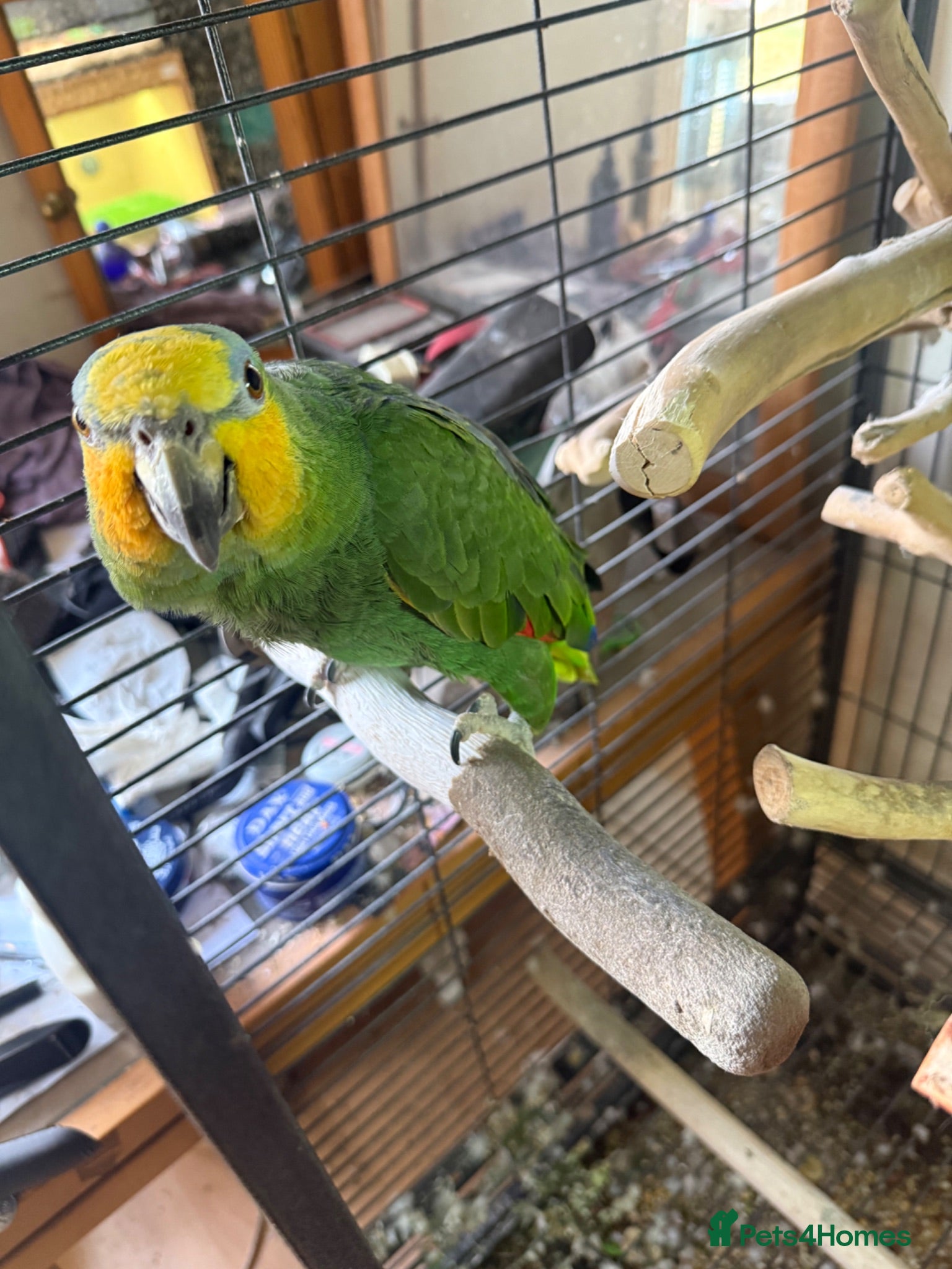 Parrots birds Amazon parrot for sale - Advert 1