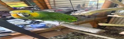 Parrots birds for sale: Amazon parrot for sale - Advert 1