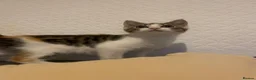 Mixed Breed cats for sale: Kitten for sale  - Advert 4