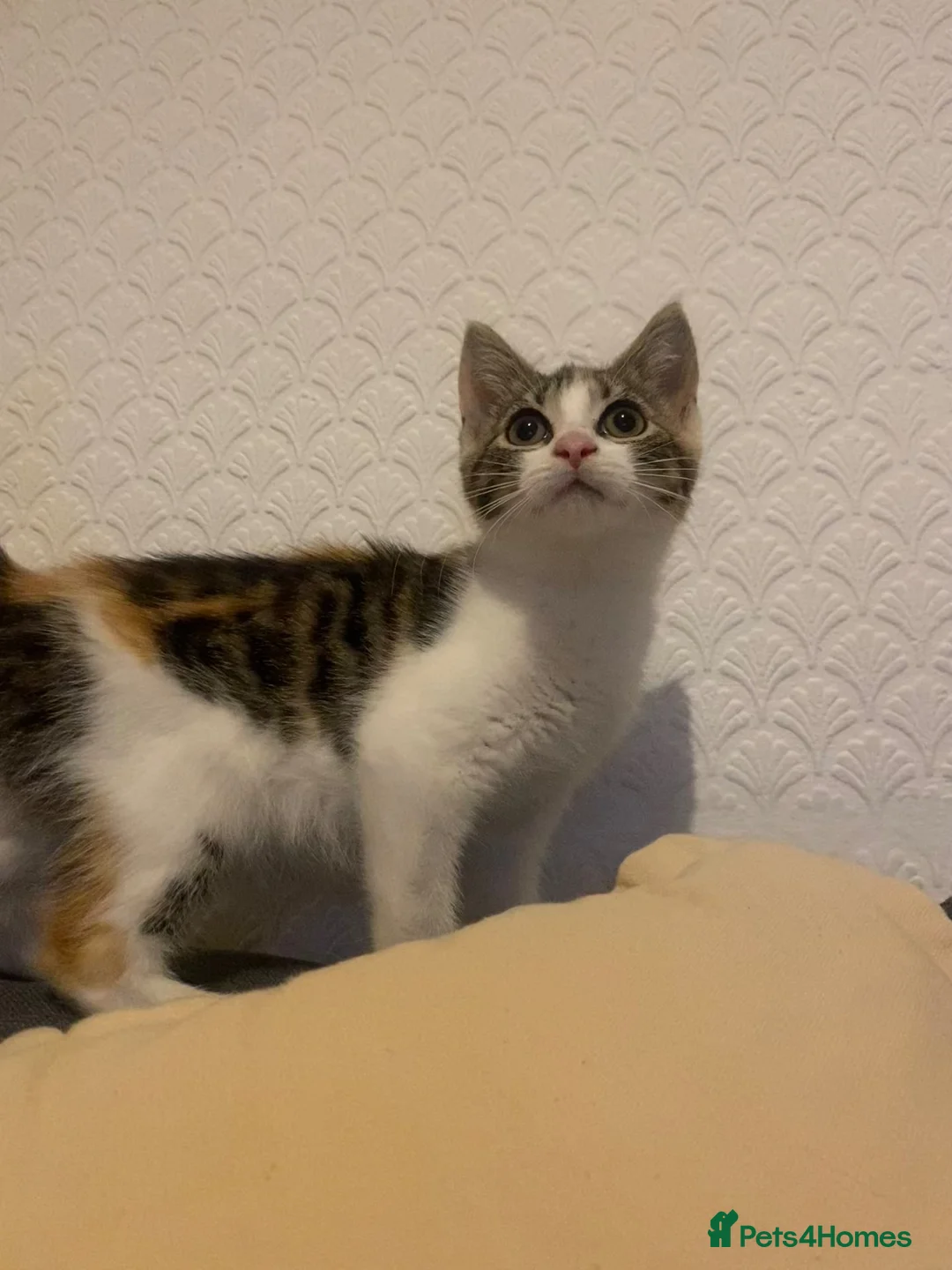 Mixed Breed cats for sale: Kitten for sale  - Advert 4
