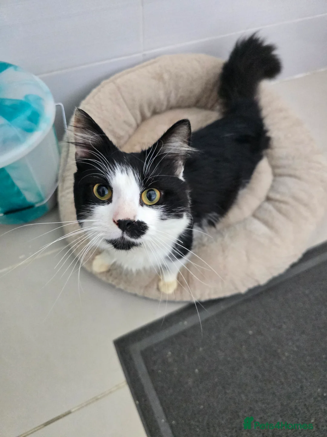 Mixed Breed cats for sale: Rescued Cat - Needs A Loving Home - Advert 1