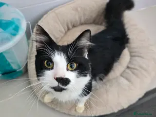 Mixed Breed cats Rescued Cat - Needs A Loving Home - Advert 2