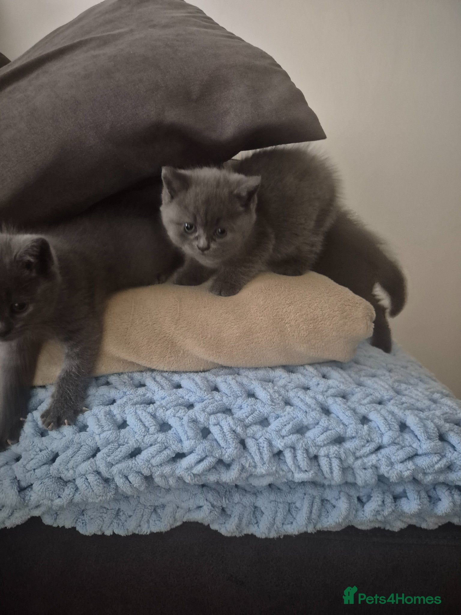 British Shorthair cats for sale: 2 male kittens - Advert 2