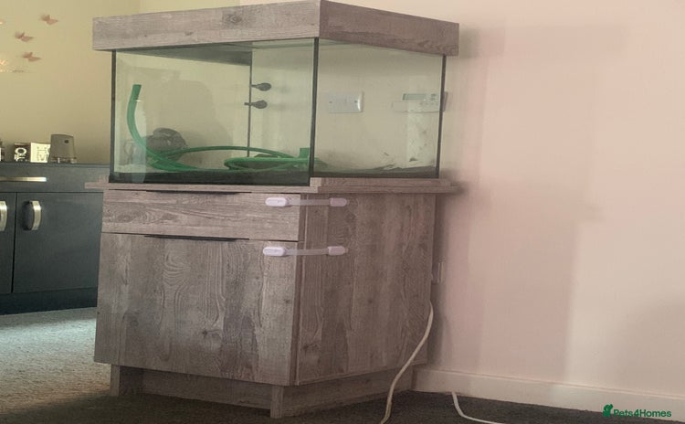 Angelfish fish - Advert 2