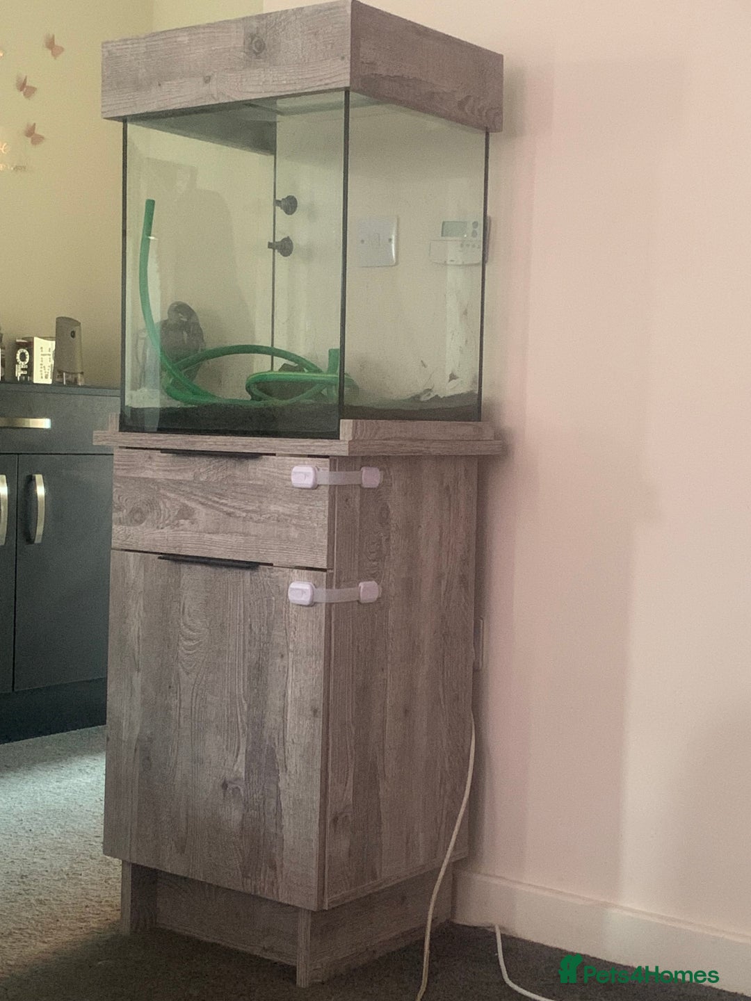Angelfish fish for sale: Fish tank  - Image 1