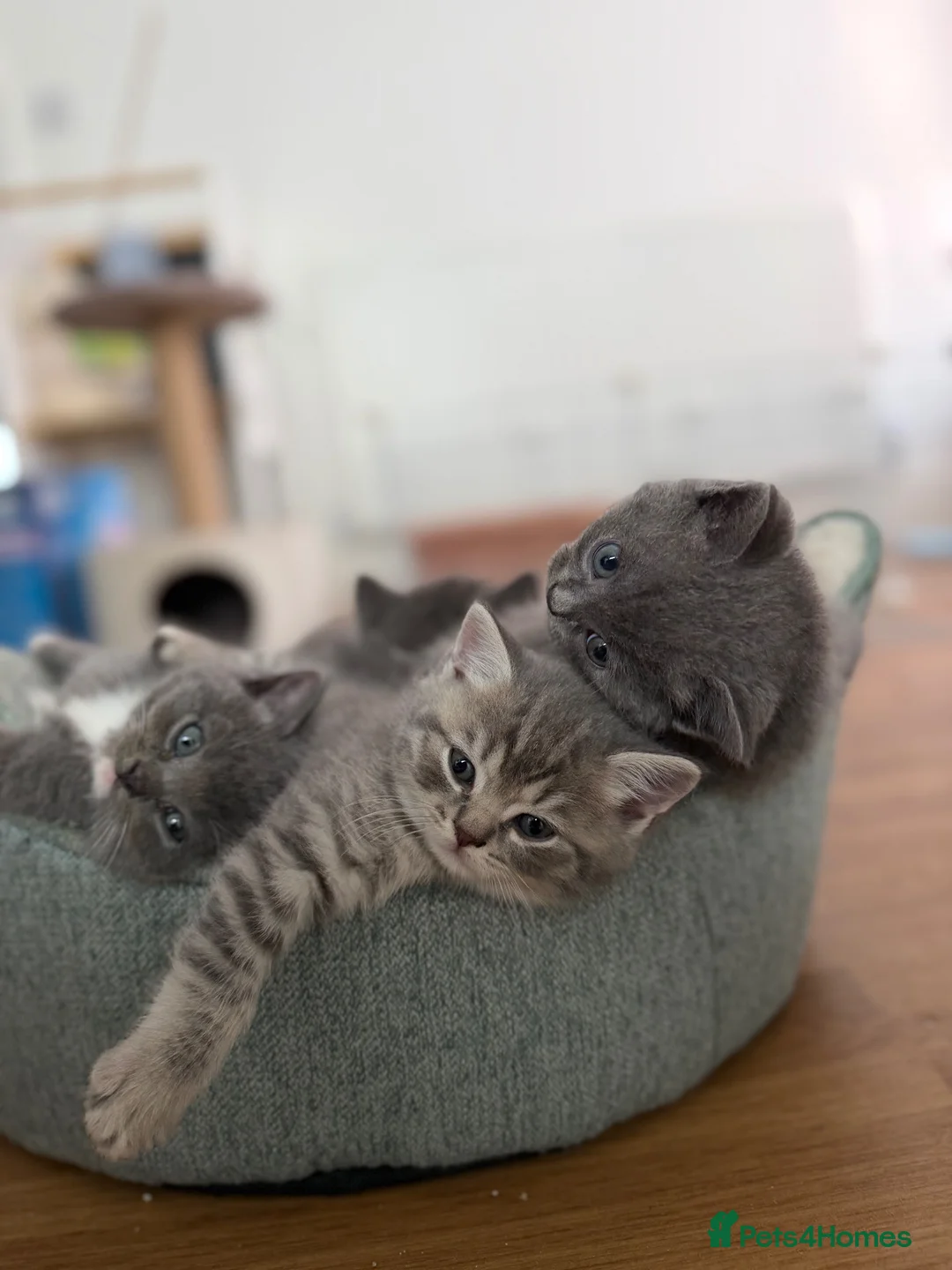 Mixed Breed cats for sale: British Shorthair x Ragdoll Kittens! 🐾 in London - Advert 1