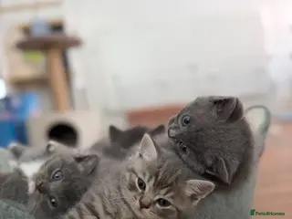 Mixed Breed cats British Shorthair x Ragdoll Kittens! 🐾 - Advert 2