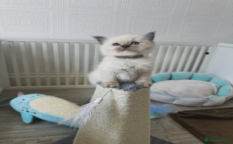 Ragdoll cats - Advert 15