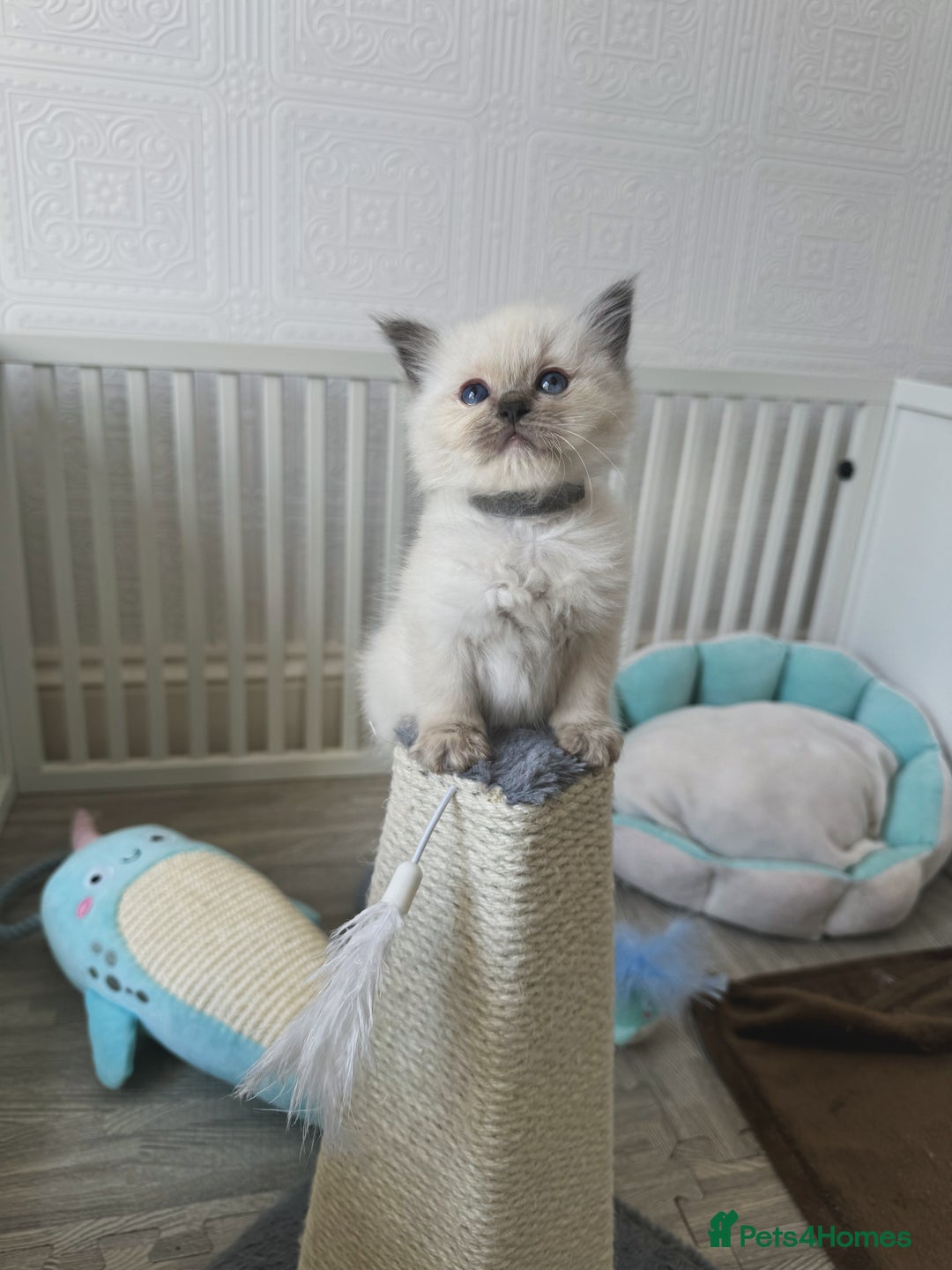 Ragdoll cats for sale: Championship 5 Generation Pedigree GCCF Ragdolls  - Image 1