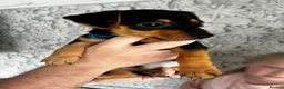 Jack Russell dogs for sale: 7 Litter Jack Russell pups  - Advert 9