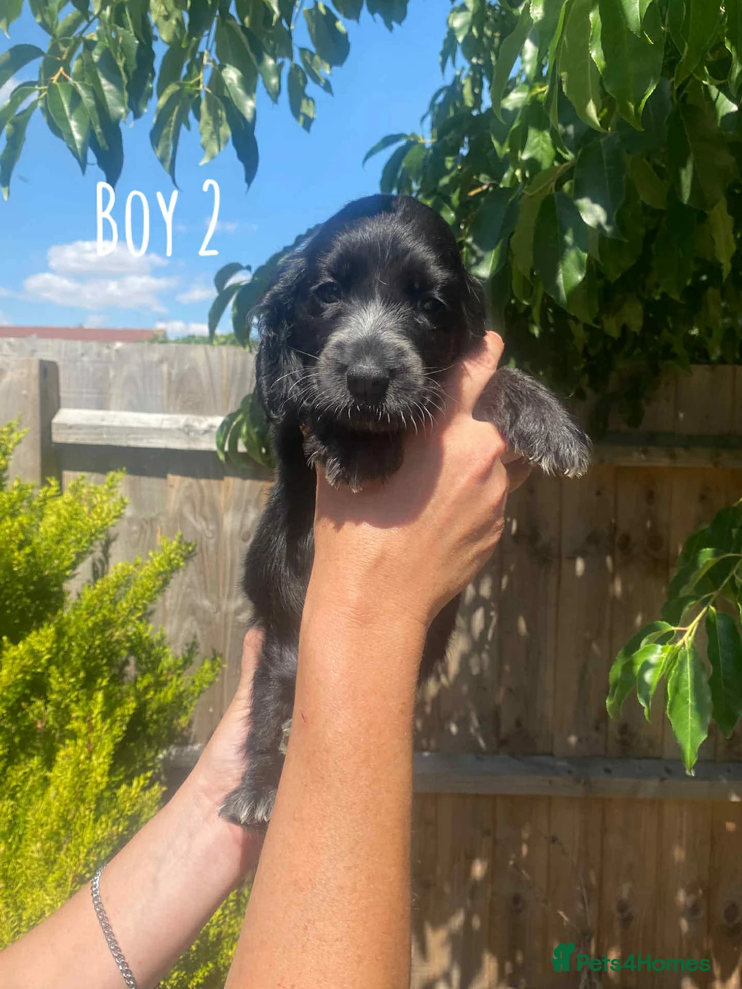 Cocker Spaniel dogs for stud: Show type cocker spaniel in Braintree - Advert 13