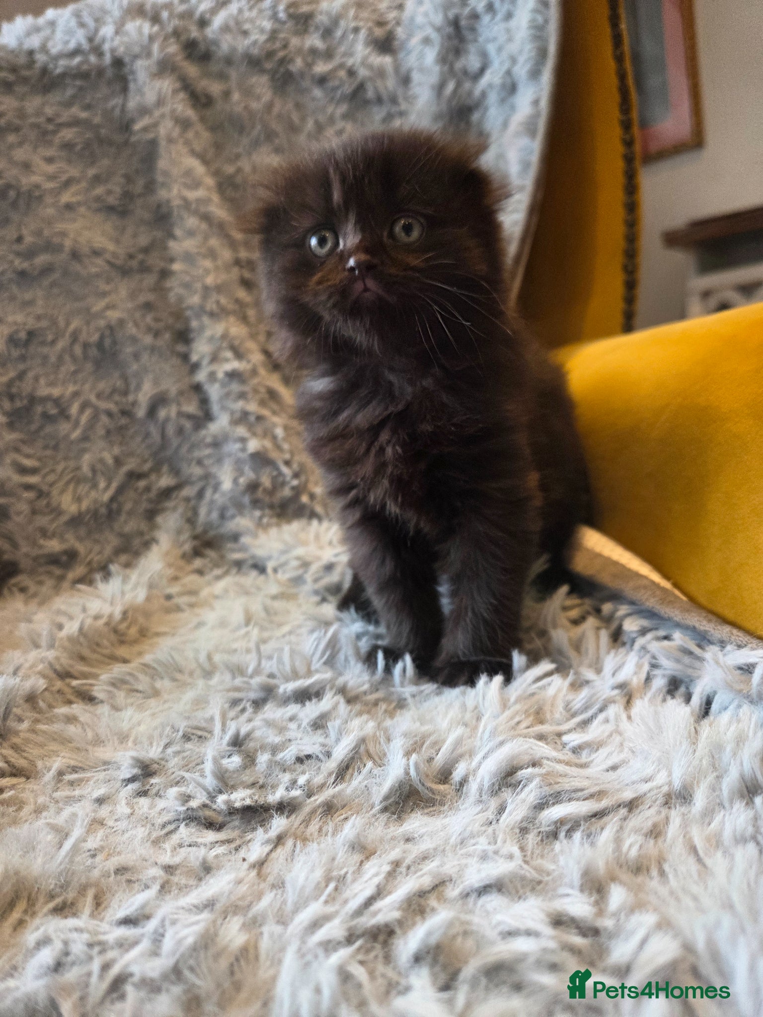 Scottish Fold cats Scottish Folds - Advert 12