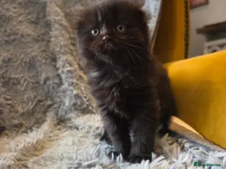 Scottish Fold cats Scottish Folds - Advert 12