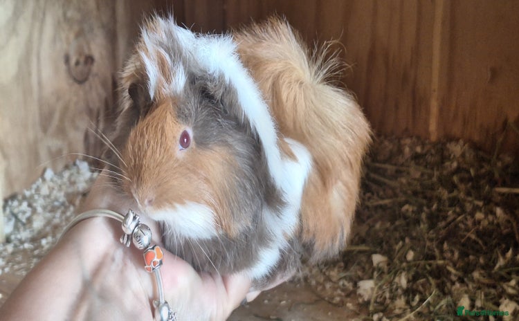Guinea Pig rodents - Advert 1