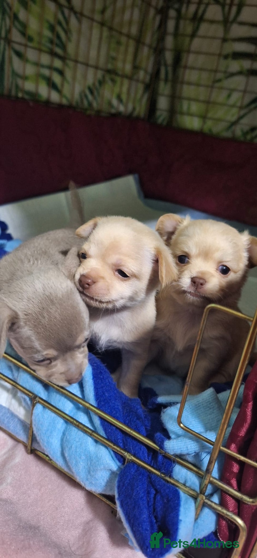 Chihuahua dogs for sale: KC Chihuahua Baby Girls - Advert 2