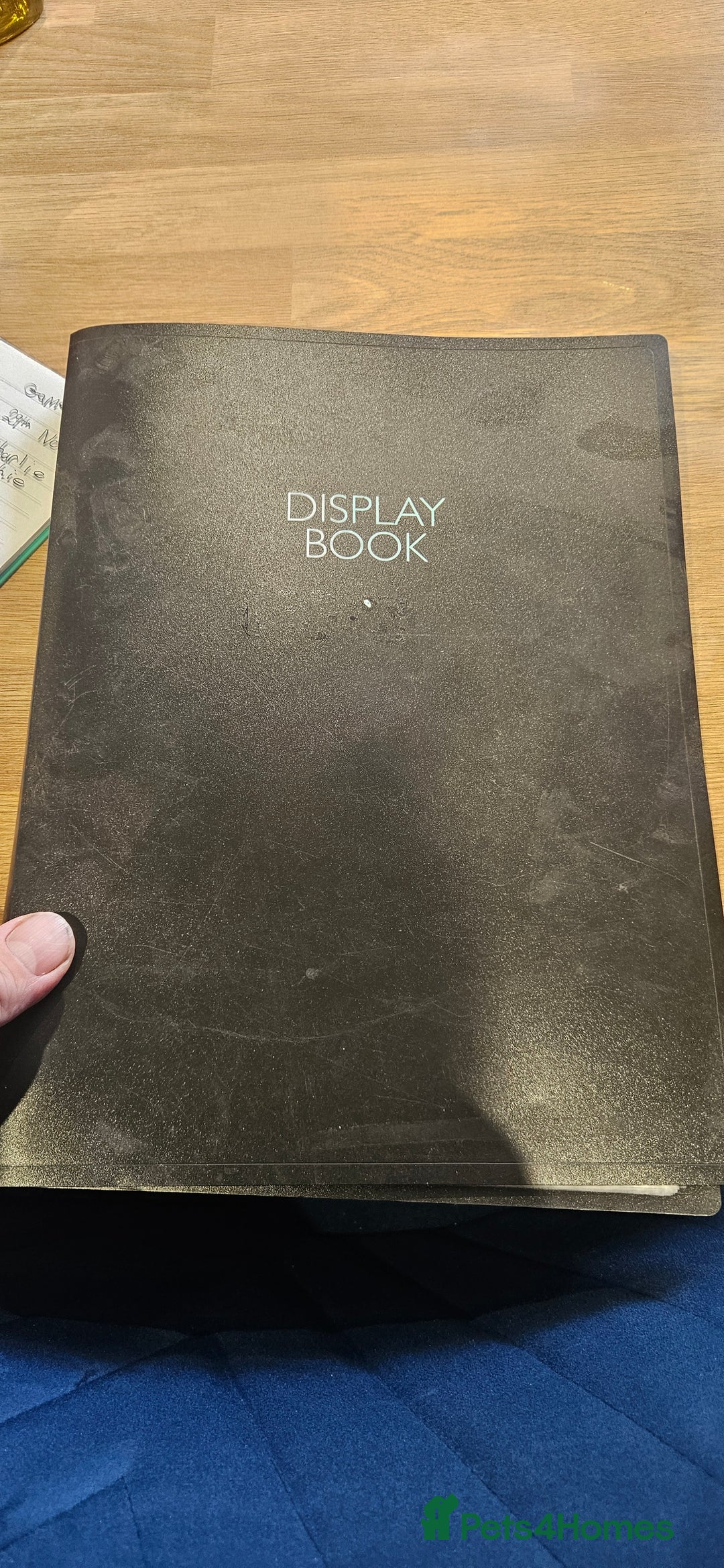 Tortoise reptiles for sale: 4YO (f) hermann & 3YO (f) spur tighed tortoise  - Image 12