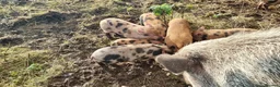 Pig livestock for sale: Minature Pigs (7/8 Juliana) - Advert 3