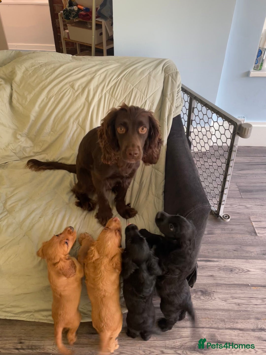Cocker Spaniel dogs for sale: Cocker Spaniel puppies kennel club registered - Advert 2