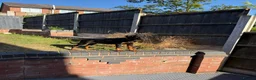 Dobermann dogs for sale: 15 week old (started) Doberman puppy female  - Advert 6