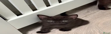 British Shorthair 2