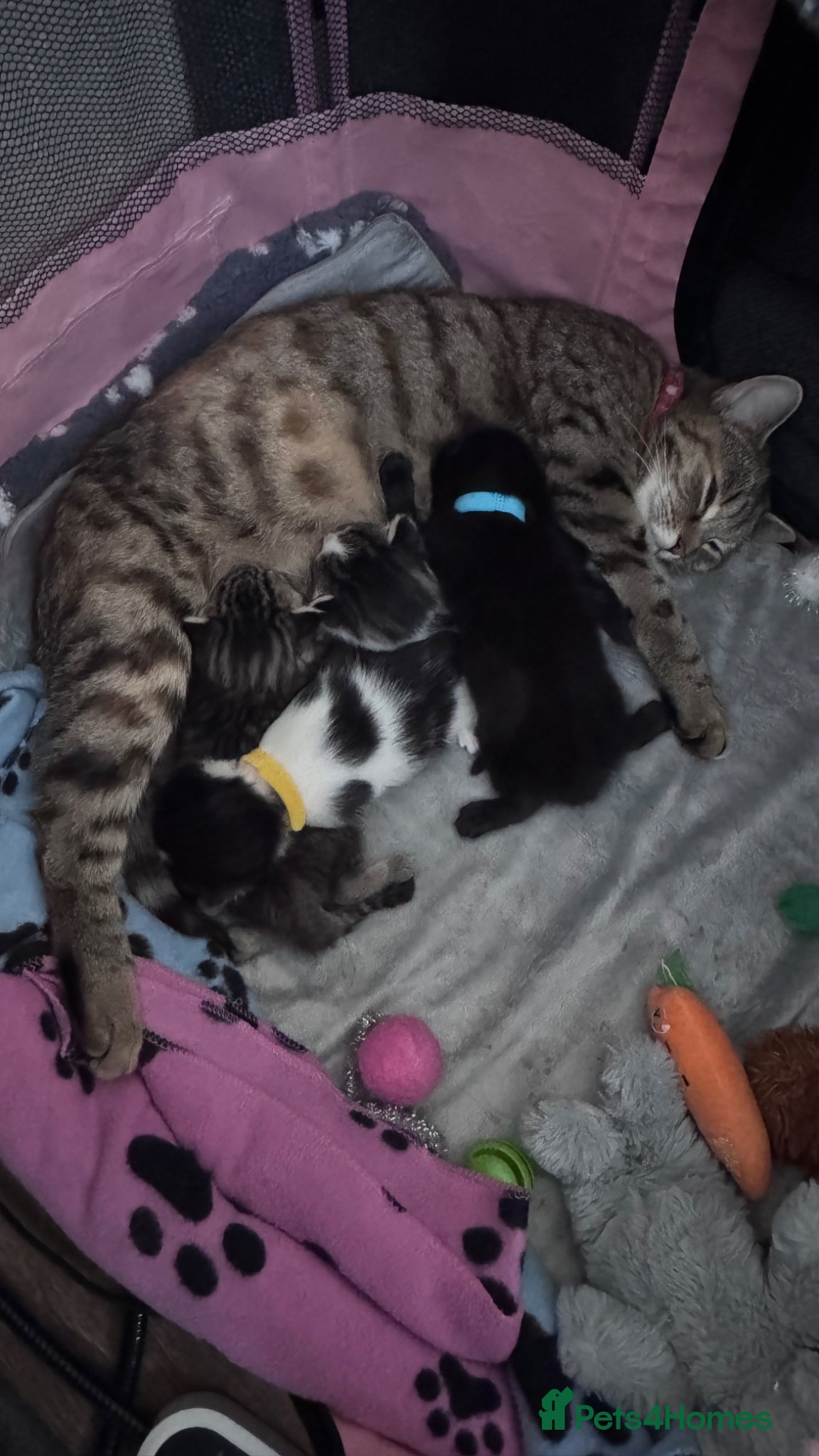 Domestic Shorthair cats Stunning little tabby/white girl kitten. - Advert 1