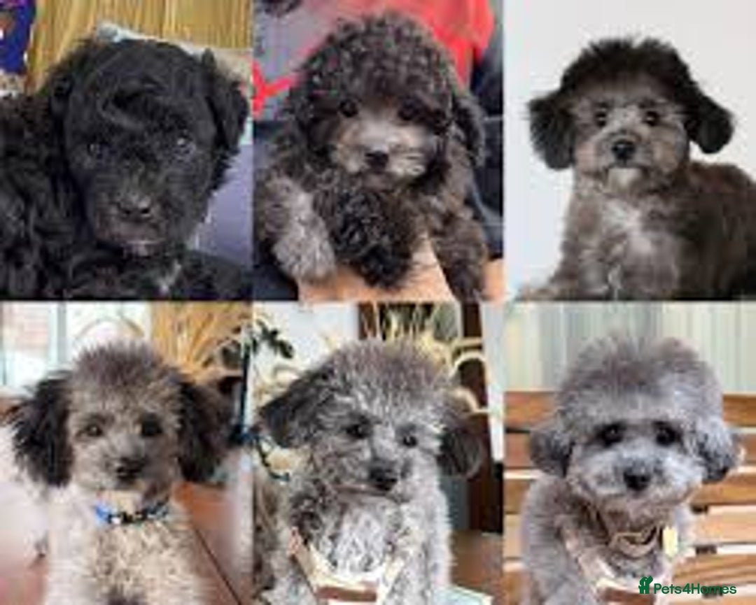 RARE SILVER Teddy asian Maltipoo FULLY VACCINATED for sale in