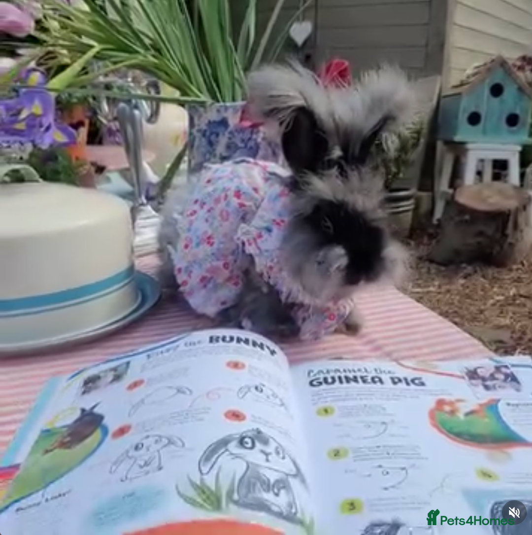 Angora rabbits for sale: Adorable Purebred Angora Rabbits💙 - Advert 10