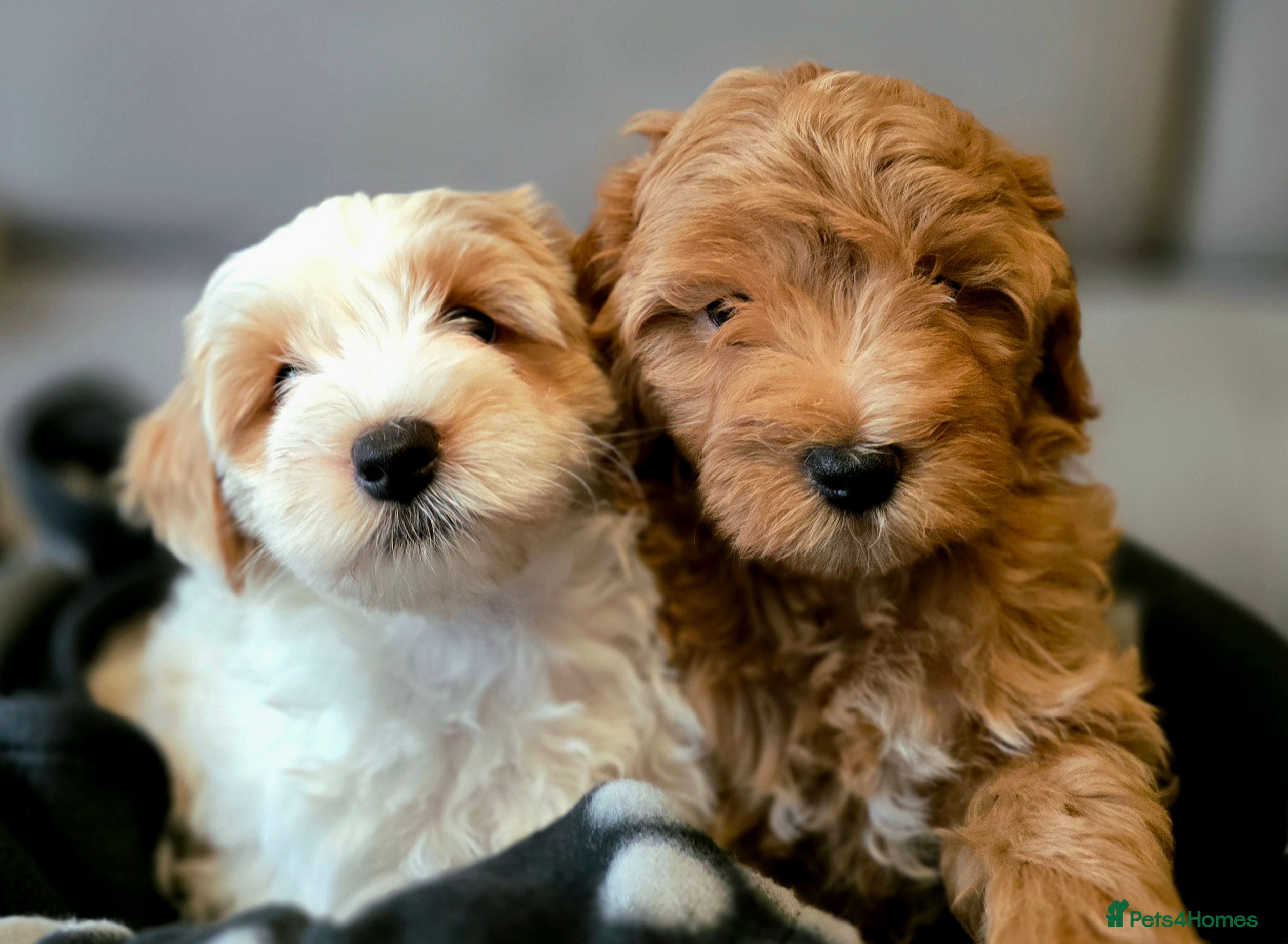 Maltipoo dogs Maltipoo Puppies with Confirmed Parentage - Advert 6