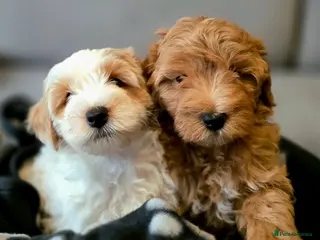 Maltipoo dogs Maltipoo Puppies with Confirmed Parentage - Advert 6