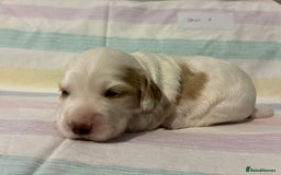 Cocker Spaniel dogs for sale: Lemon and white working cocker spaniels  - Image 6