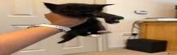 Maine Coon cats for sale: Norwegian Forest x Maine Coon Kittens 🐾 - Advert 4