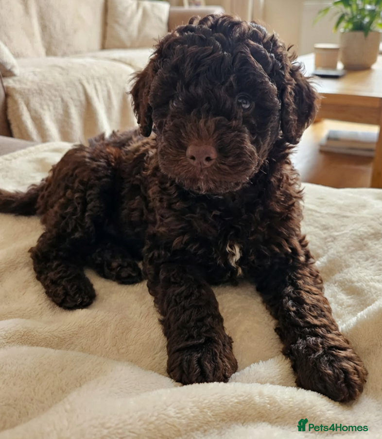 Toy Poodle dogs *1 PUP LEFT* KC reg Chocolate Toy poodle puppies - Advert 2