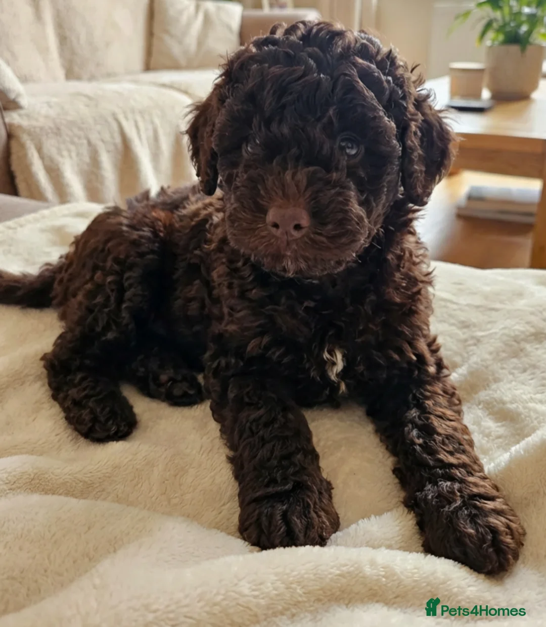 Toy Poodle dogs for sale: *1 PUP LEFT* KC reg Chocolate Toy poodle puppies - Advert 1