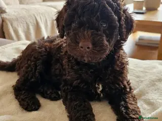 Toy Poodle dogs *1 PUP LEFT* KC reg Chocolate Toy poodle puppies - Advert 2