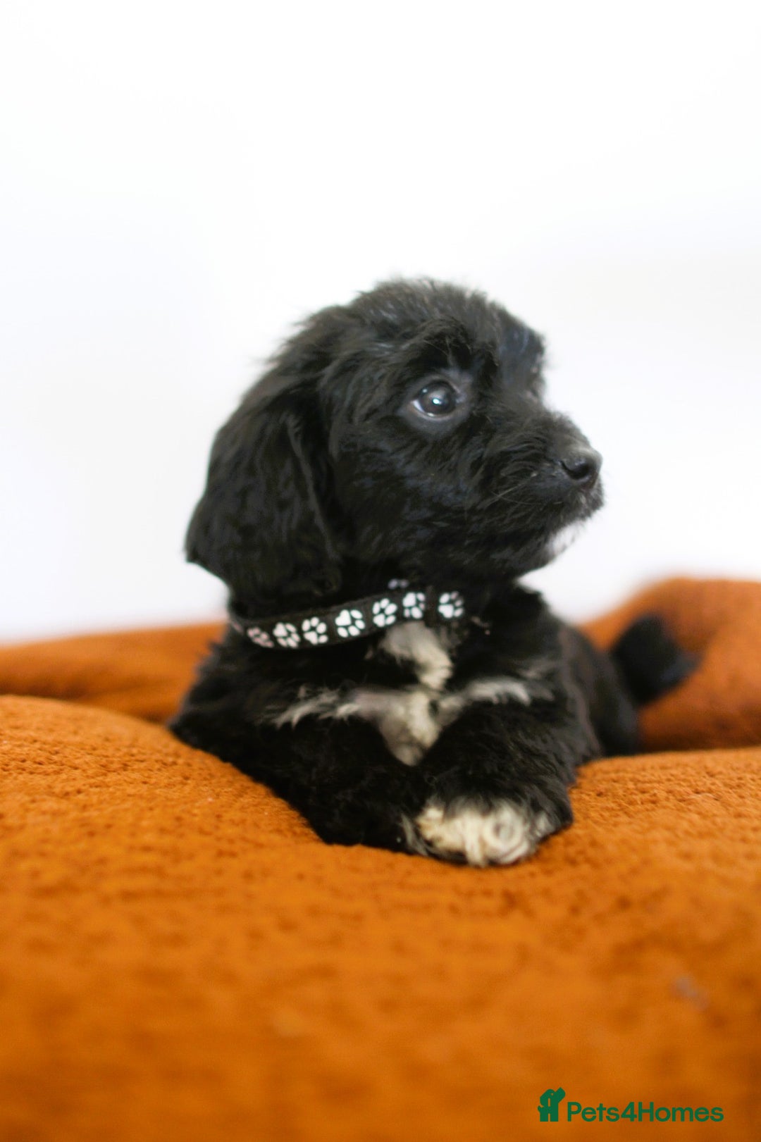 Cockapoo dogs for sale: F1b Merle cockapoos  - Image 7