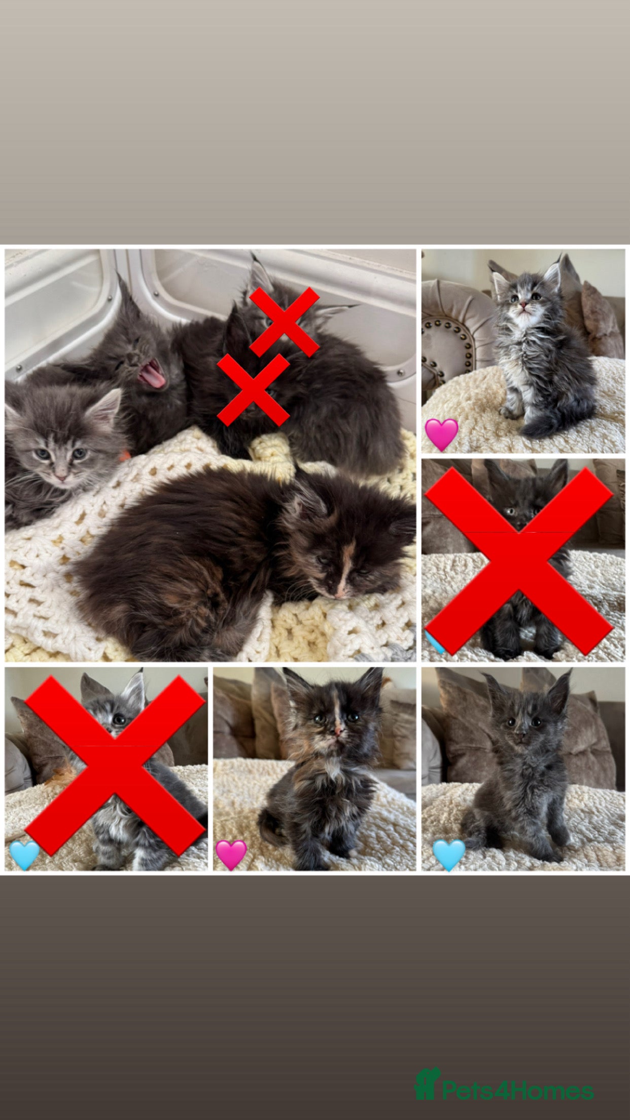 Maine Coon cats Stunning Maine coon kittens  - Advert 10