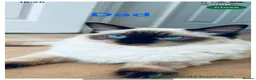 Ragdoll cats for sale: 🐾 Six Adorable Purebred Ragdoll Kittens 🐾 - Advert 3