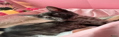 Egyptian Mau 6